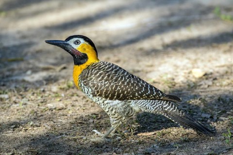 Campo flicker (Colaptes campestris), Mato Grosso, Brazil, South America