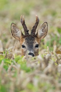 Western Roe Deer (Capreolus capreolus) buck in cornfield, Lower Saxony, Germany