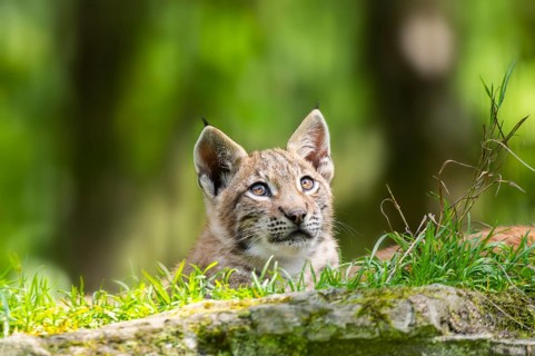 Eurasian lynx (Lynx lynx) youngster on a rock, Bavaria, Germany