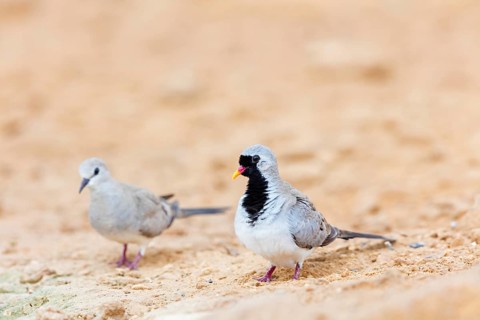 Kaptäubchen, Namaqua Dove, Oena capensis