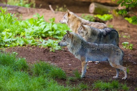 Three eurasian gray wolves (Canis lupus lupus) stand on the forest floor on dead leaves. Some green