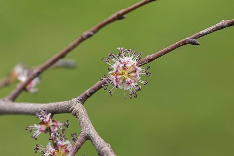 Field elm (Ulmus minor), Germany