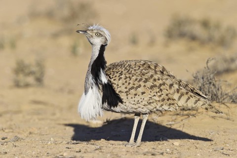 Houbara Bustard (Chlamydotis undulata) male, Nitzana, Negev, Israel