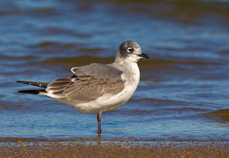 Franklin's Gull (Leucophaeus pipixcan) 1st winter, Ohio, USA