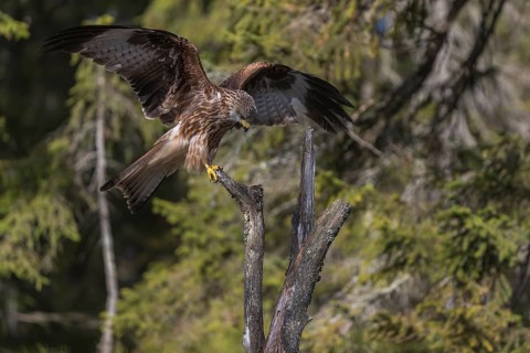 One Red kite, Milvus milvus, sitting on a dead tree in early morning light and green forest in the