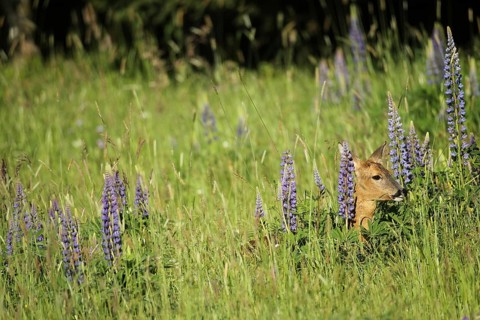 European roe deer (Capreolus capreolus) doe in summer coat between wild flowering lupines (Lupinus)