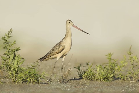 Marbled Godwit (Limosa fedoa), Ohio, USA