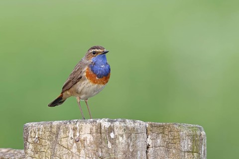 Bluethroat (Luscinia svecica cyanecula), male, on a pasture fence post, wildlife, Lembruch, Ochsen