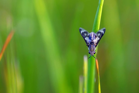 A fly of the horsefly family, (Chrysops flavipes), gadfly, insect, i, Wadi Darbat, Salalah, Oman