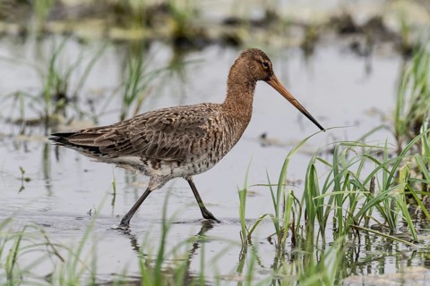 Black-tailed godwit (Limosa limosa), Lower Saxony, Germany