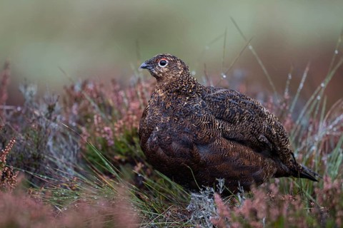 Red Grouse (Lagopus lagopus scotica) in the Highlands, Scotland, Great Britain