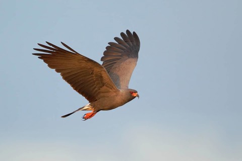 Snail Kite (Rostrhamus sociabilis) flying, Washington, USA