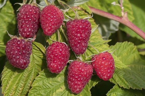 Autumn raspberry (Rubus idaeus 'Malling Happy'), BS Sämann, Germany