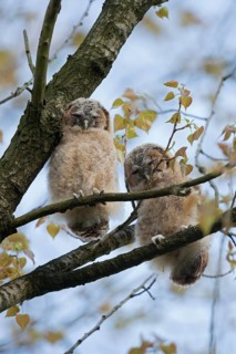 Tawny Owl (Strix aluco) juveniles perched in tree, North Rhine-Westphalia, Germany