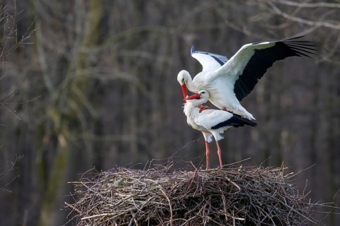White Stork (Ciconia ciconia) pair mating, North Rhine-Westphalia, Germany
