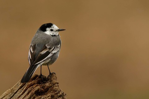 White Wagtail (Motacilla alba), perched on a trunk, Castile and Leon, Spain