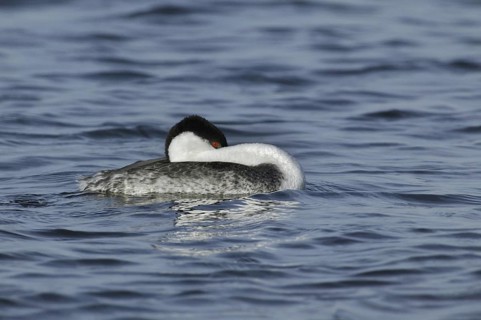 Western Grebe (Aechmophorus occidentalis), California, USA