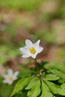 Wood anemone (Anemone nemorosa), flower, close-up, early bloomer, spring, Wilnsdorf, North