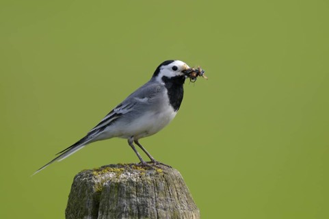 Bachstelze (Motacilla alba alba), White wagtail, Altvogel mit Futter im Schnabel auf dem Weg zum