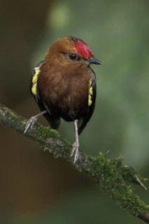 Club-winged Manakin (Machaeropterus deliciosus) male perched on a branch, Ecuador