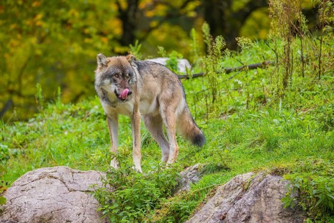 An adult male eurasian gray wolf (Canis lupus lupus) stands on a green meadow on hilly terrain,