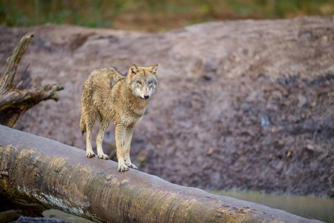 Wolf (Canis lupus), on a tree trunk in a natural landscape with earthy tones, Germany