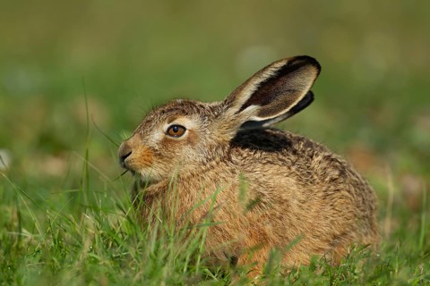 European brown hare (Lepus europaeus) adult animal feeding in grassland in summer, England, United