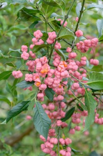 European spindle (Euonymus europaeus),  Federal Republic of Germany