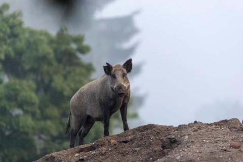 One wild boar or wild pig (Sus scrofa), standing on a hill of debris, with sky in background