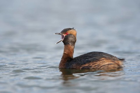Horned Grebe (Podiceps auritus), Iceland