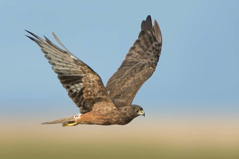 Swamp Harrier (Circus approximans) flying, Victoria, Australia