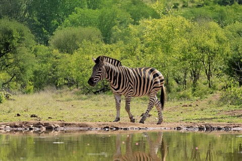 Burchell's zebra (Equus quagga burchelli), Burchell's zebra, adult, at the water, waterhole,