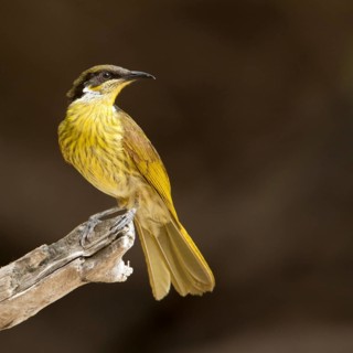 Varied Honeyeater (Gavicalis versicolor) pair, Queensland, Australia