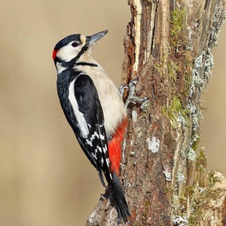 Great spotted woodpecker (Dendrocopos major), male, foraging on a tree stump overgrown with moss