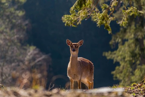 One female Manchurian sika deer or Dybowski's sika deer (Cervus nippon mantchuricus or Cervus