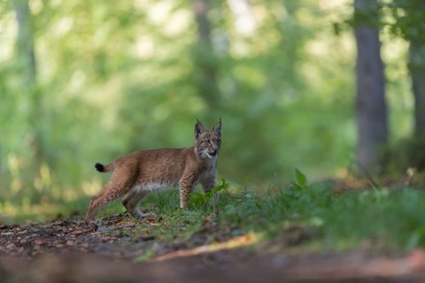 One young Eurasian lynx, (Lynx lynx), standing in a forest. Green vegetation around him