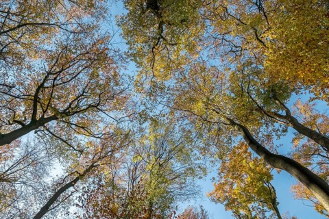 View through beech trees towards the sky, Münsterland, North Rhine-Westphalia, Germany