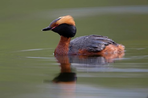 Horned Grebe (Podiceps auritus), Dalarna, Sweden