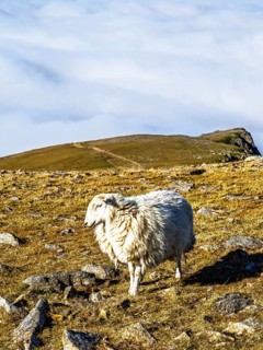 Sheeps on Snowdon Massif, Snowdon Range, Snowdonia, North Wales, UK