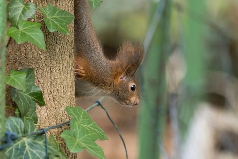 A squirrel (Sciurus vulgaris) climbing a tree trunk overgrown with ivy in a natural environment,