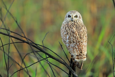 Short-eared Owl (Asio flammeus) perched on a branch, Andalusia, Spain