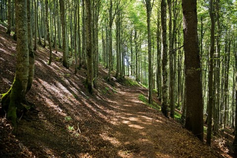 Hiking trail in the forest, Bernau, Southern Black Forest, Black Forest, Germany