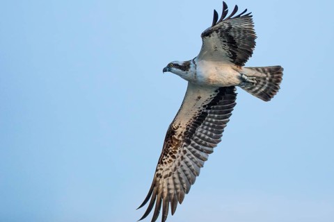 Western Osprey (Pandion haliaetus) flying, Mecklenburg-Western Pomerania, Germany