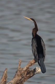 Oriental Darter (Anhinga melanogaster), Rajasthan, India
