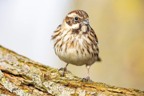 Reed bunting (Emberiza schoeniclus) wbl Germany