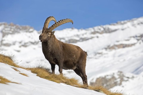 Alpine ibex (Capra ibex) male foraging in the snow in winter in the Gran Paradiso National Park,