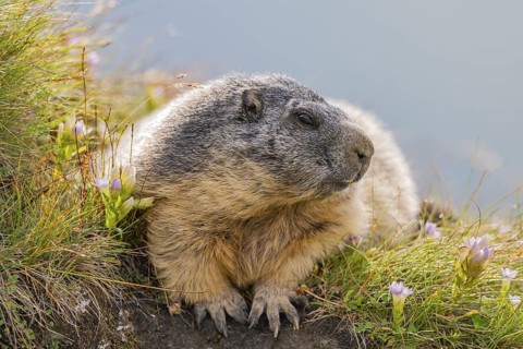 Alpine marmot (Marmota marmota) in autumn, Grossglockner, High Tauern National Park, Austria