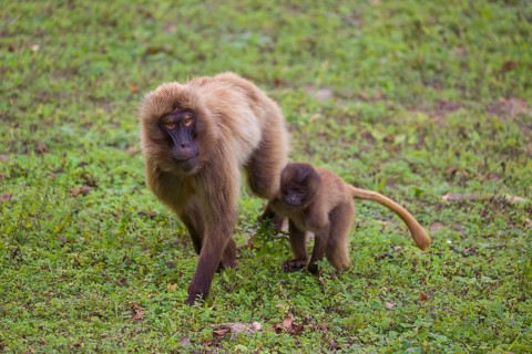 One female Gelada (Theropithecus gelada), or bleeding-heart monkey with her baby walking on a green