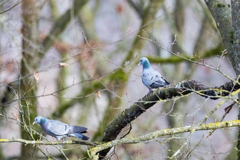 Stock Dove (Columba oenas) Germany