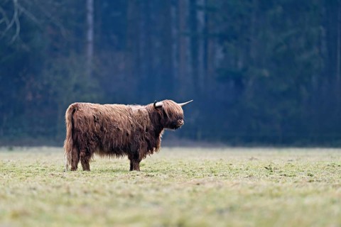 Highland cattle (Bos taurus), adult animal standing in a meadow, Switzerland